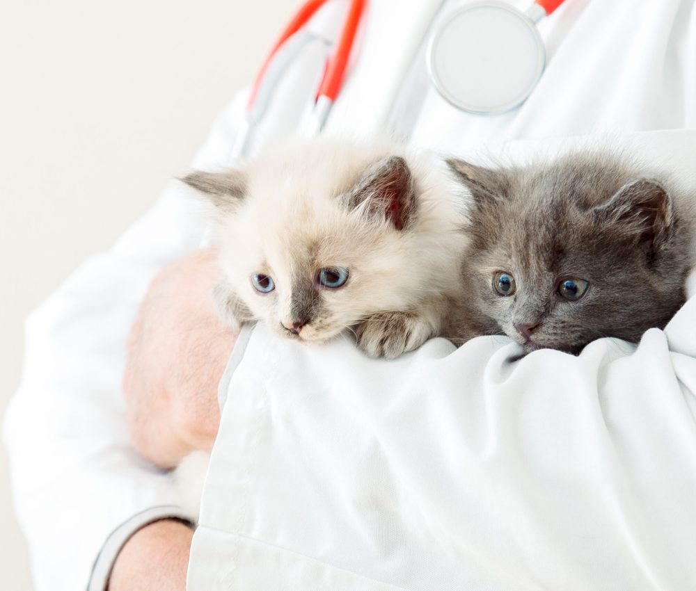 2 two fluffy gray kittens in doctor veterinarian hands in white coat with stethoscope. Baby white and gray cats in Veterinary clinic. Veterinarian medicine for pets and cats. Kittens portrait.