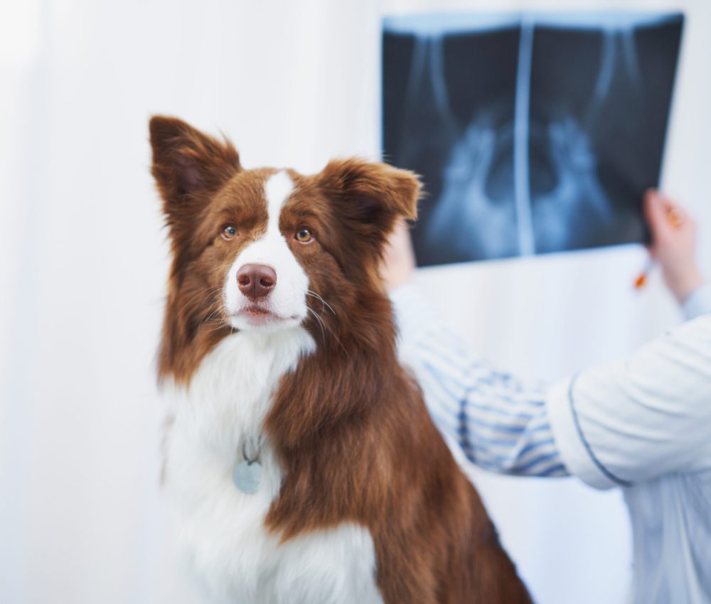 Brown Border Collie dog during visit in vet. High quality photo