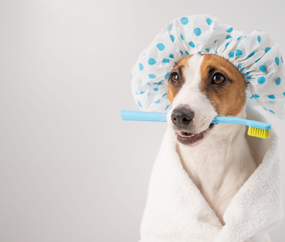 Portrait of a dog jack russell terrier in a shower cap and a towel holding a toothbrush in his mouth on a white background
