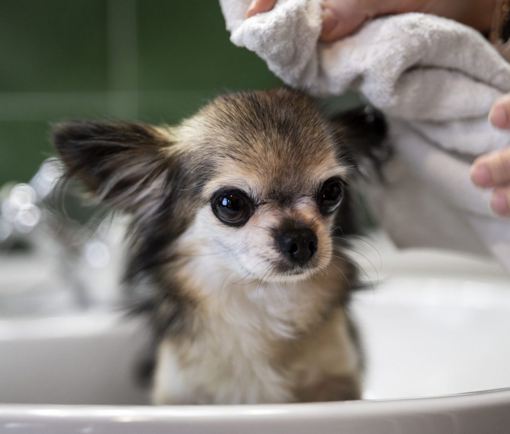 cute-chihuahua-dog-taking-bath