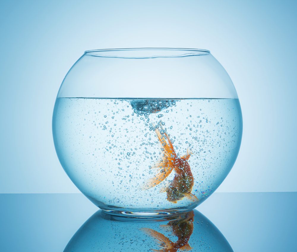 A fishbowl with bubbels from a swirl with a frightened goldfish. Taken in Studio with a 5D mark III.