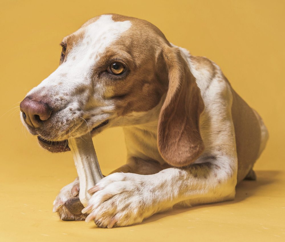 front-view-beautiful-dog-eating-bone