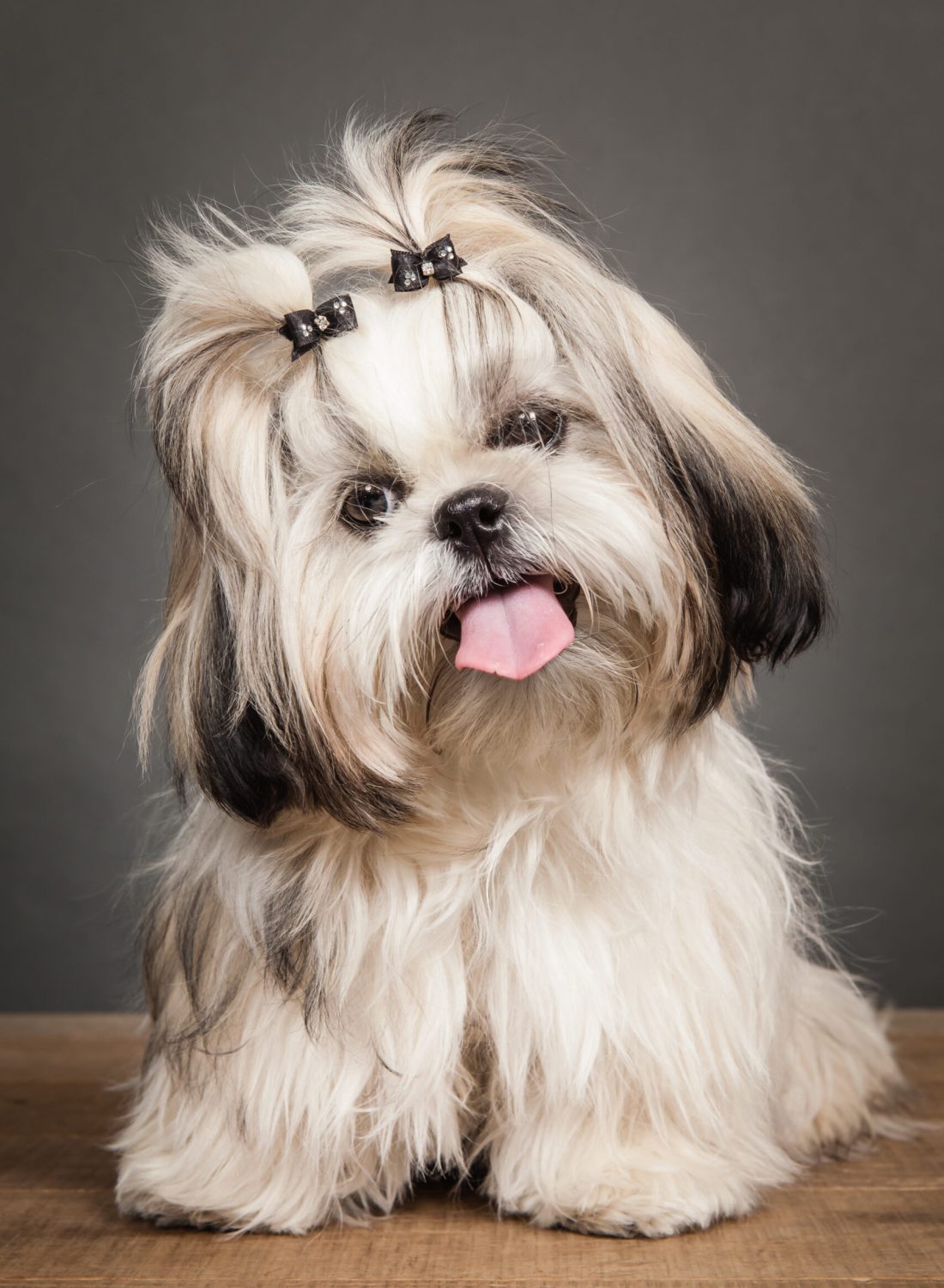 A vertical shot of a Shih Tzu dog sitting on a wooden table against a gray wall