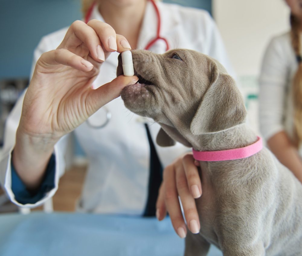 Some vitamins for small puppy