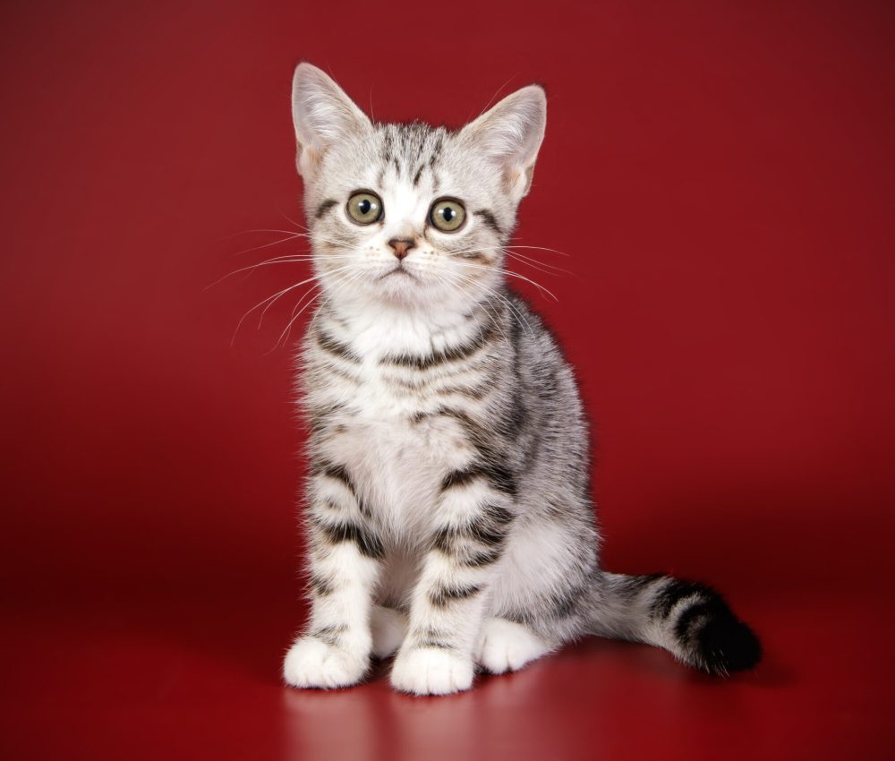 Studio photography of an American shorthair cat on colored backgrounds