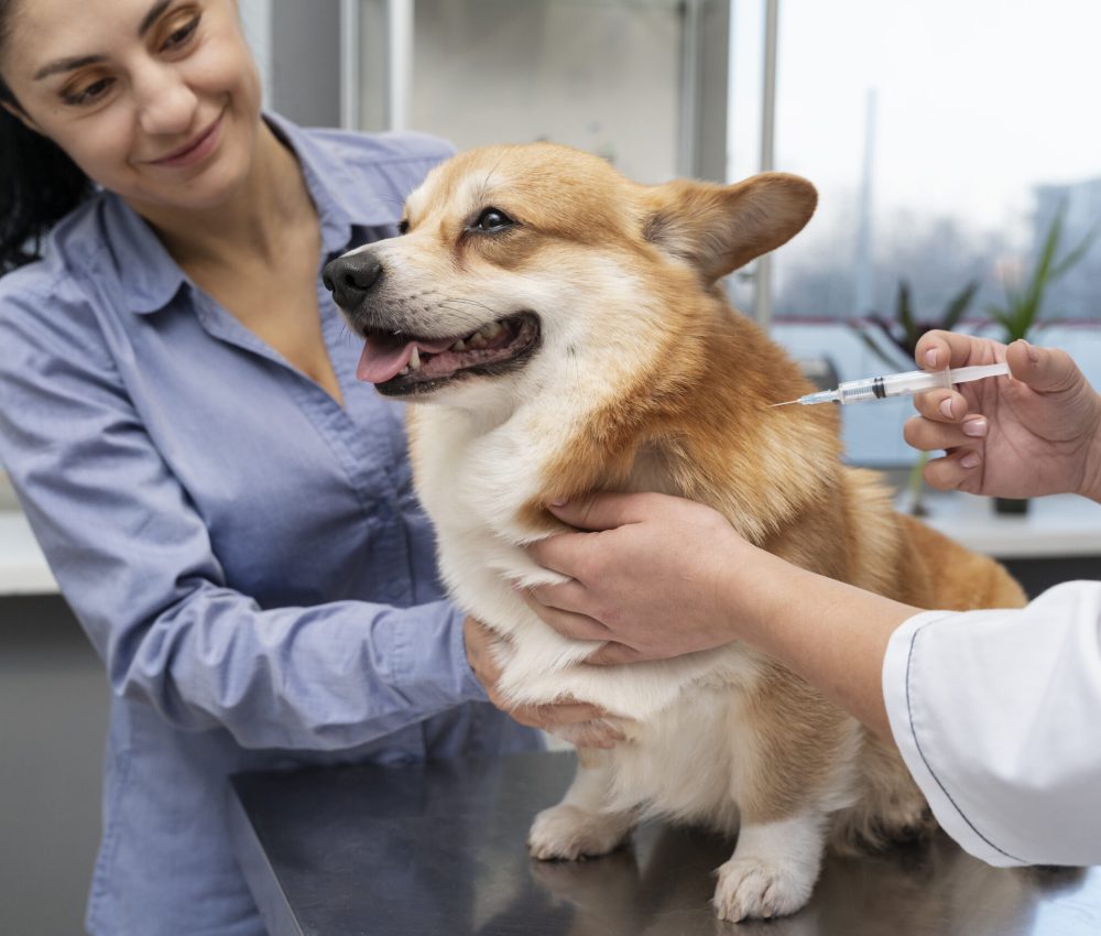 veterinarian-taking-care-pet-dog